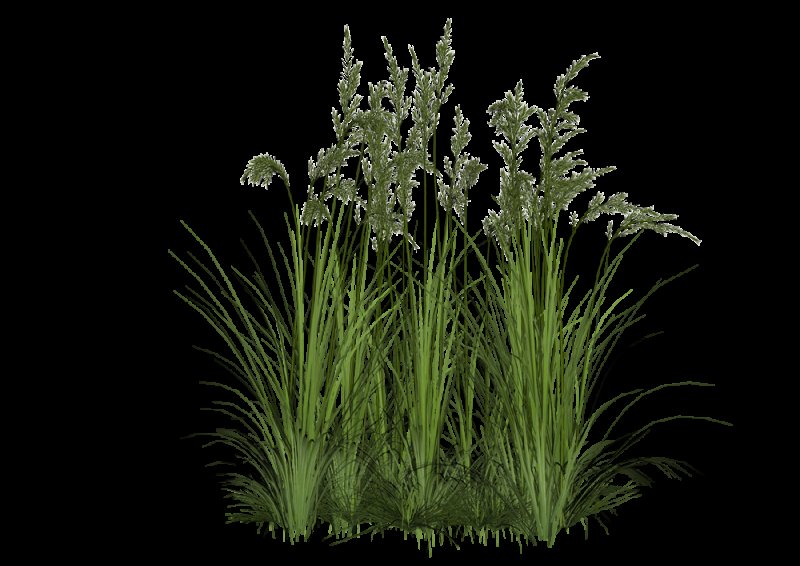 Вейник остроцветковый