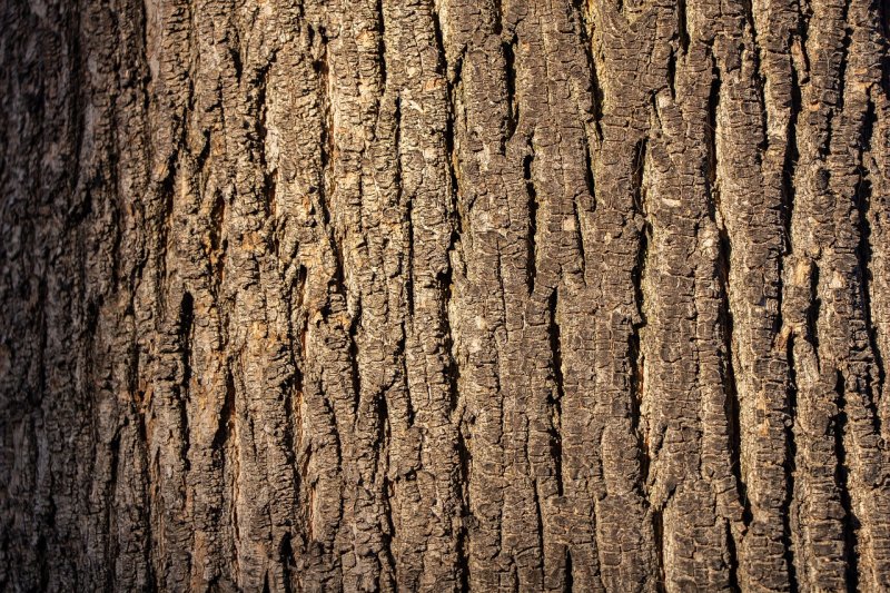 Фактура дерева