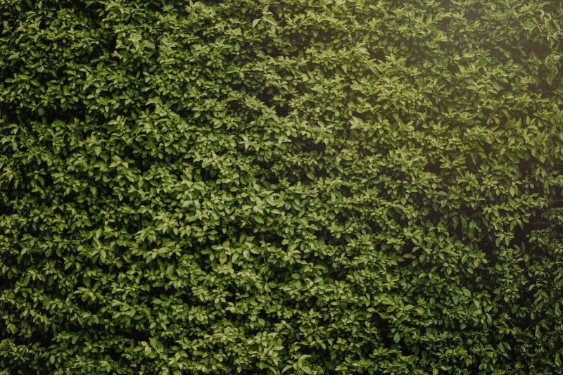 Самшит изгородь паттерн