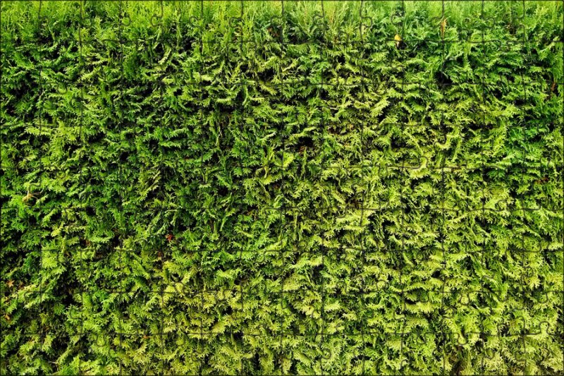 Смарагд изгородь