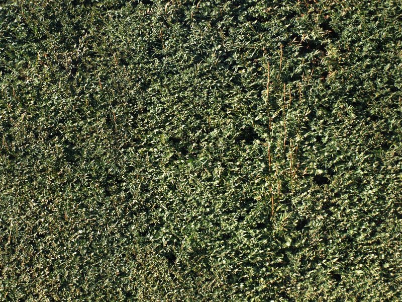 Самшит текстура бесшовная