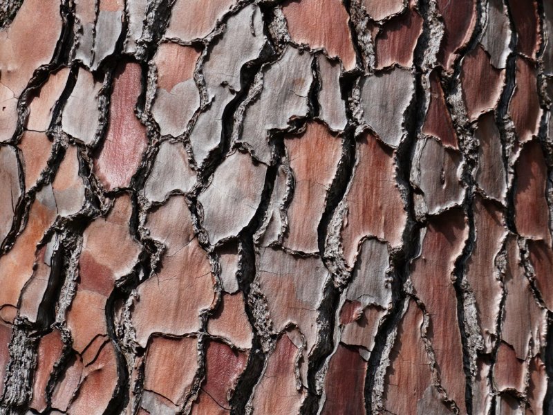 Кора дерева