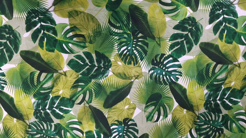 Тропические листья Musa basico