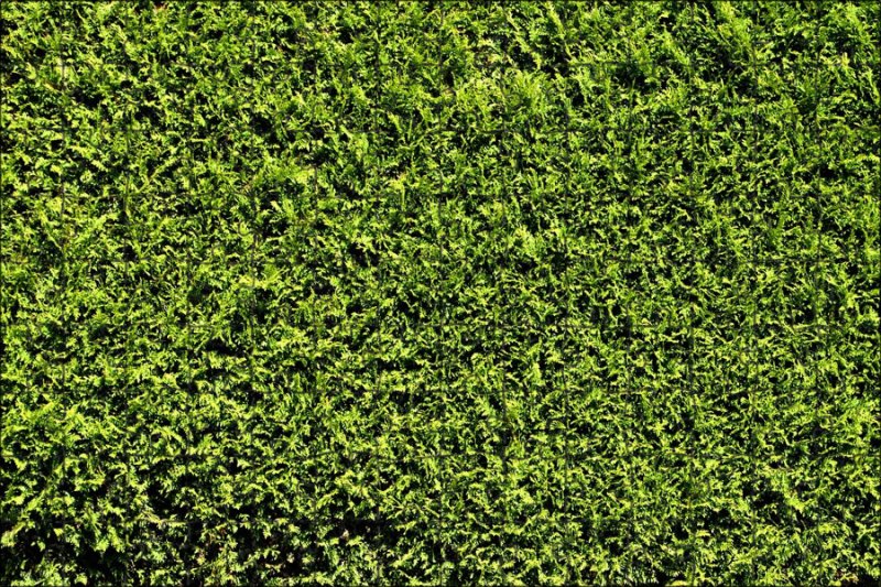 Темно зеленая трава