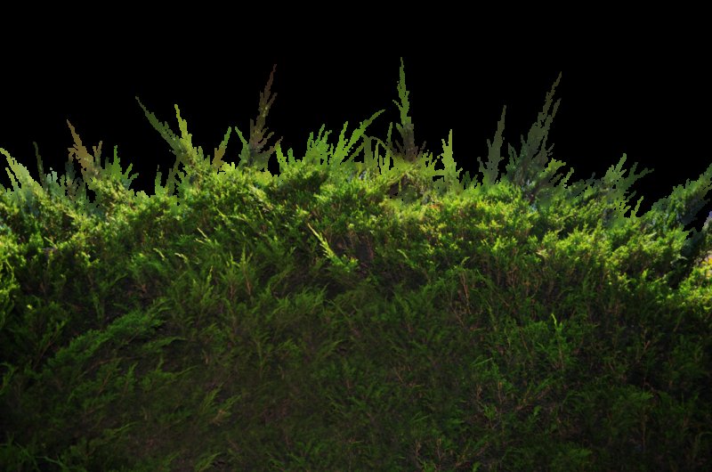 Куст без фона