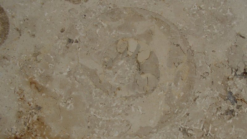 Moleanos известняк