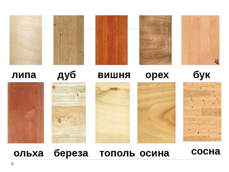 Цвет дерева