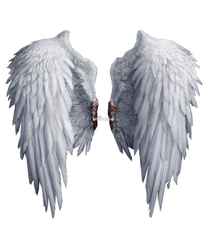 Крылья ангелов