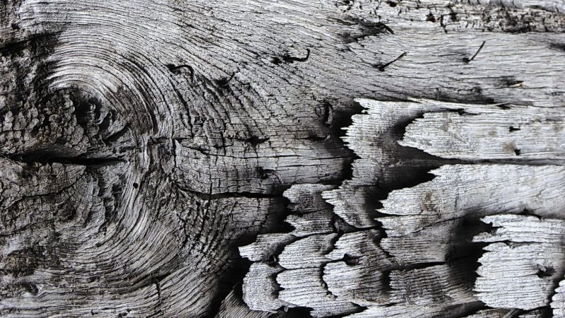 Фактура дерева