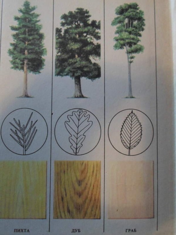 Породы древесины