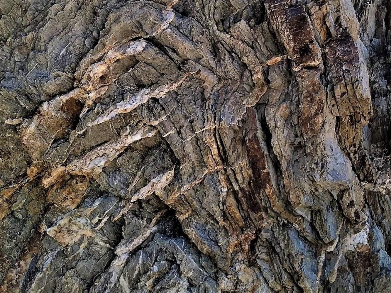 Рельеф дерева текстура