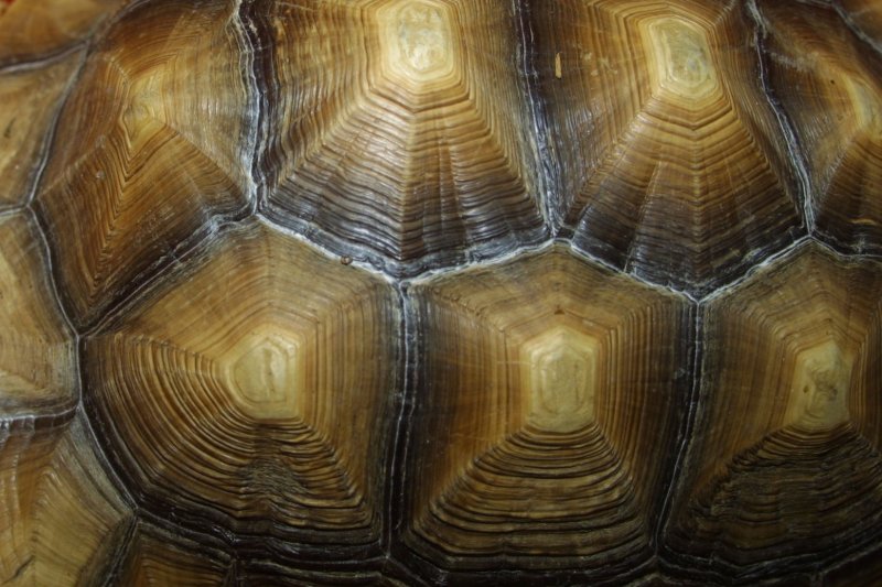 Паттерн панцирь черепахи