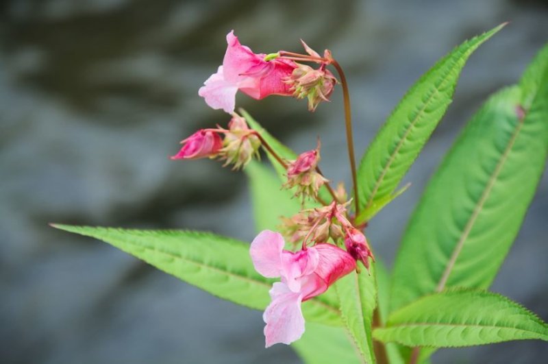 Impatiens glandulifera бальзамин
