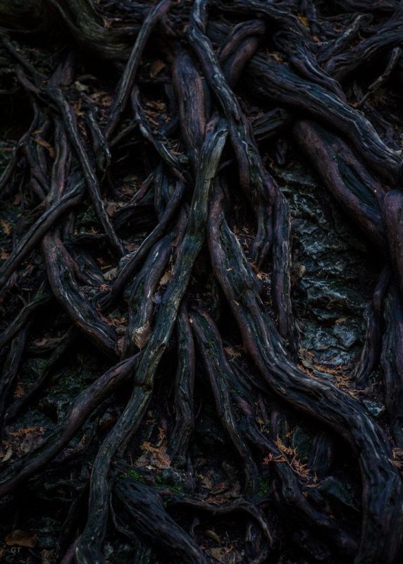 Корень Эстетика