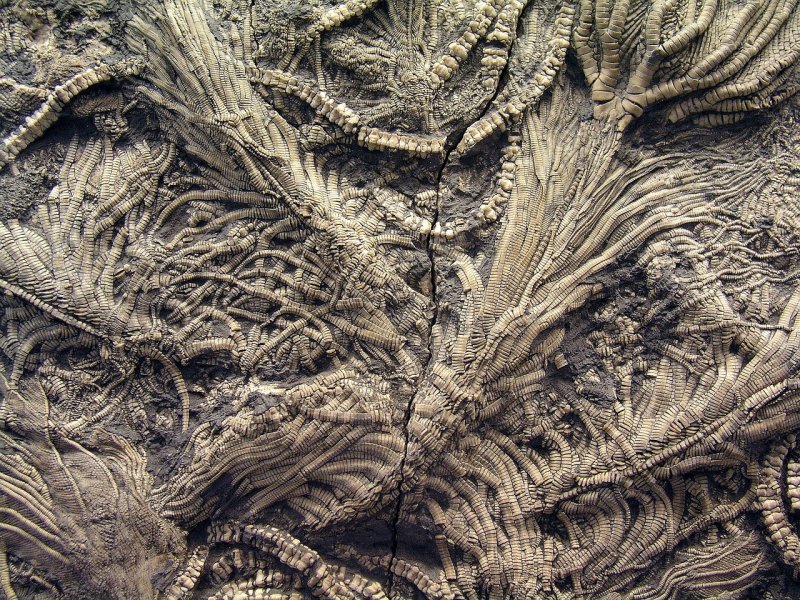 Текстура органика