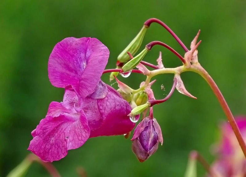 Impatiens glandulifera бальзамин