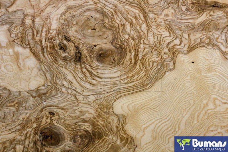 Шпон корень ясеня