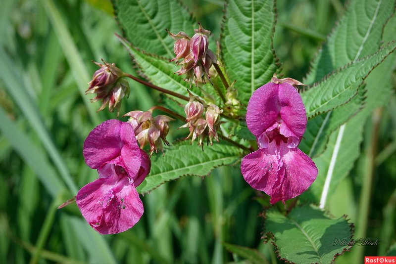 Бальзамин Лесной недотрога обыкновенная