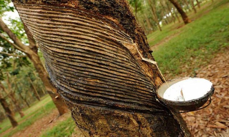 Гевея бразильская