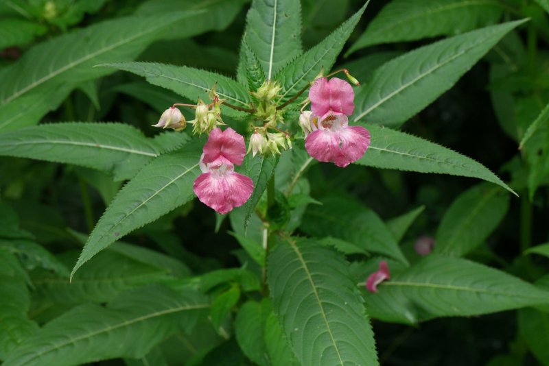 Бальзамин недотрога дикий