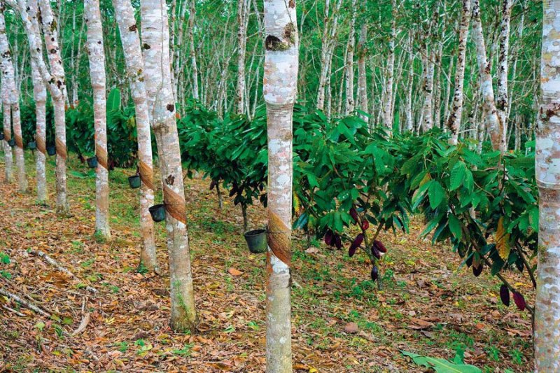 Каучуконос гевея