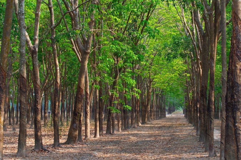 Гевея бразильская