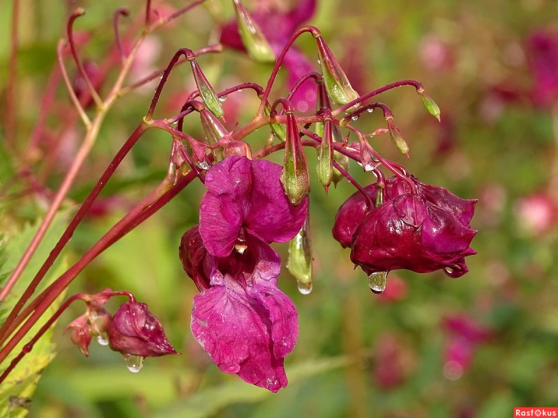 Недотрога железистая растение