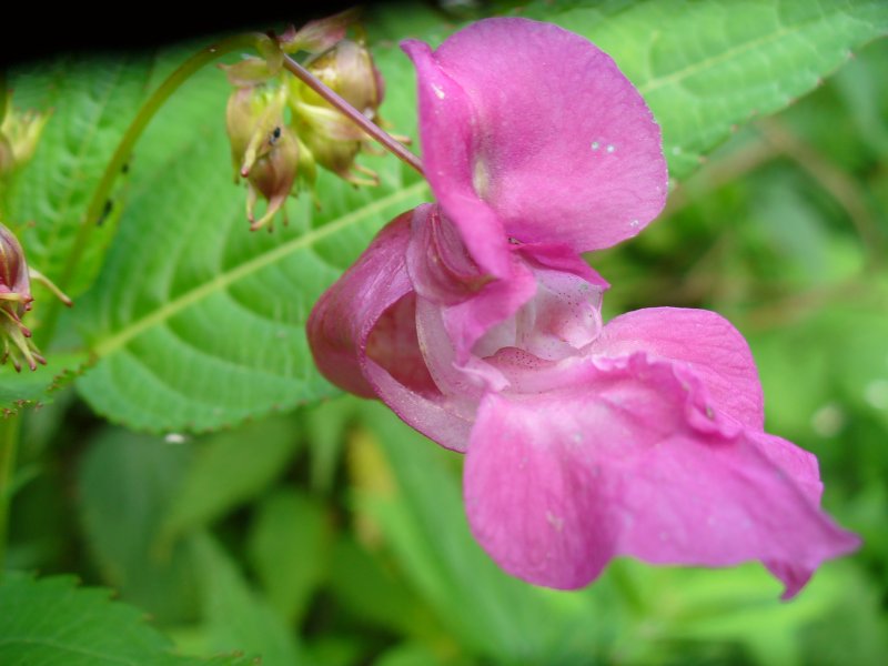 Impatiens glandulifera бальзамин