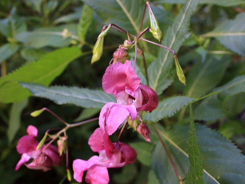 Бальзамин железконосный – Impatiens glandulifera (Бальзаминовые)