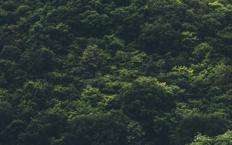 Элис Генри джунгли