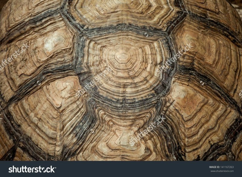 Текстура черепахи