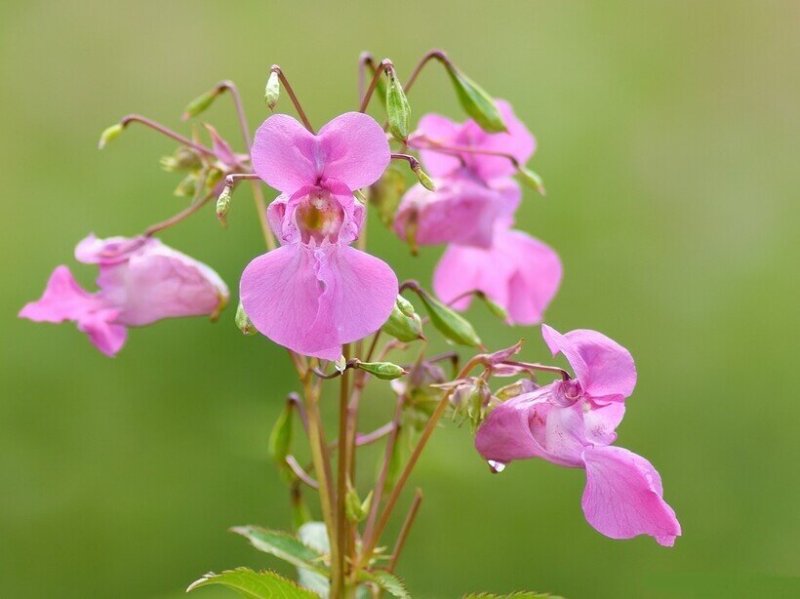 Бальзамин недотрога железконосный
