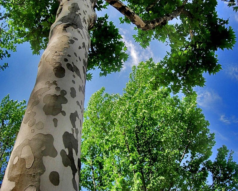 Платан Восточный (Чинара) Platanus orientalis