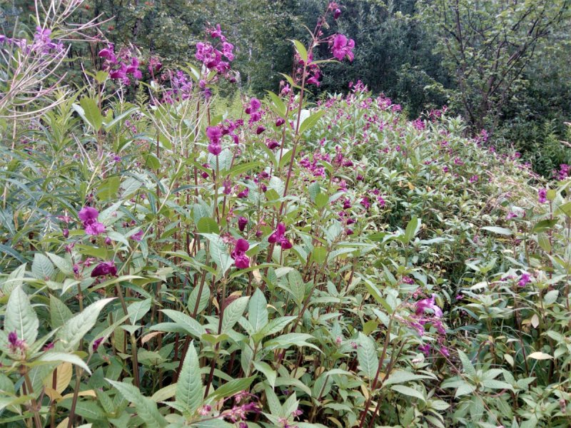 Бальзамин недотрога дикий