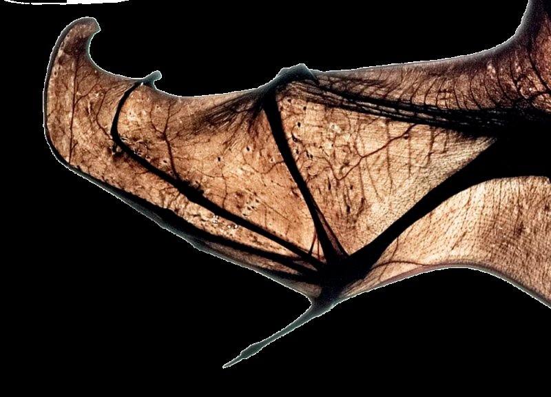 Перепончатые Крылья