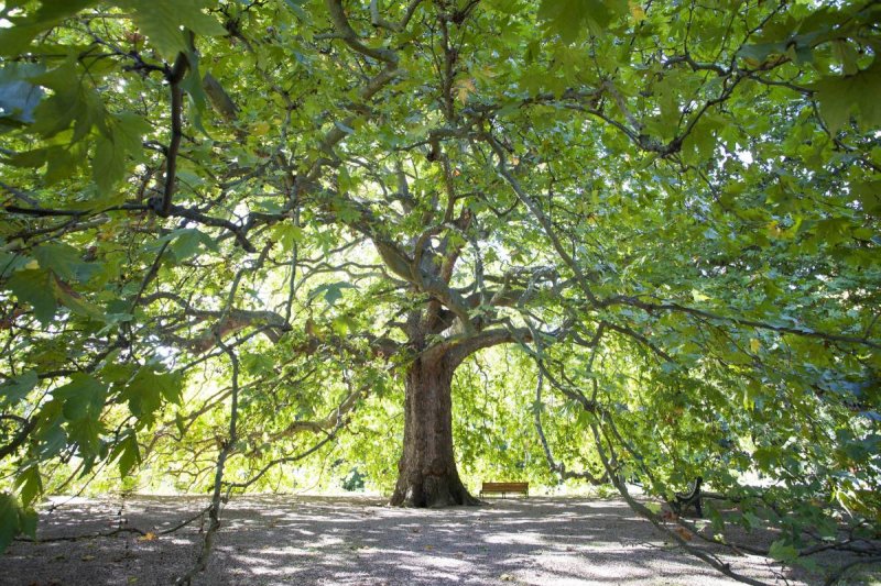 Платан Чинара дерево