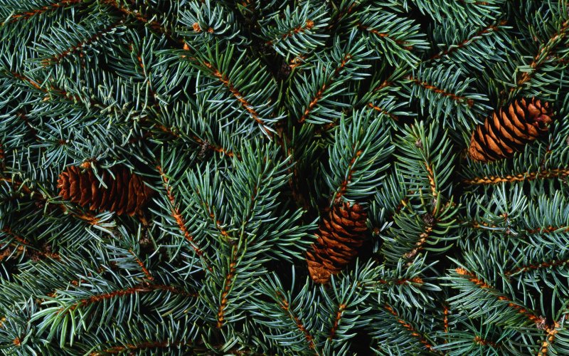 Еловая, Пихтовая, Сосновая лапы