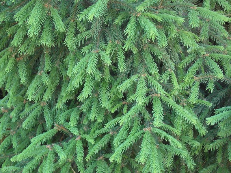 Хвоя текстура