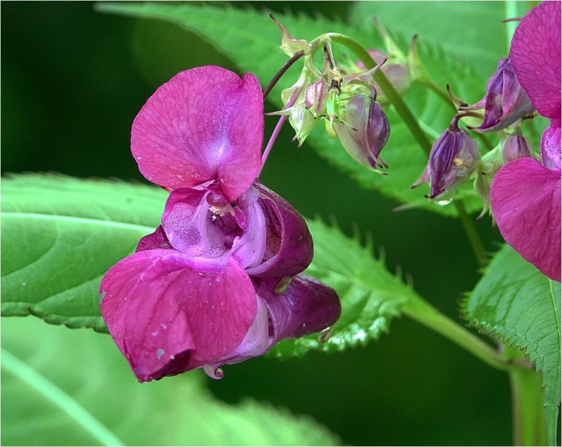 Бальзамин недотрога дикий