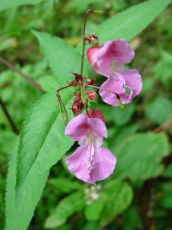 Impatiens glandulifera бальзамин