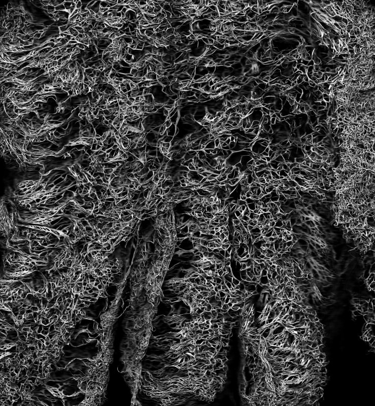 Органическая текстура