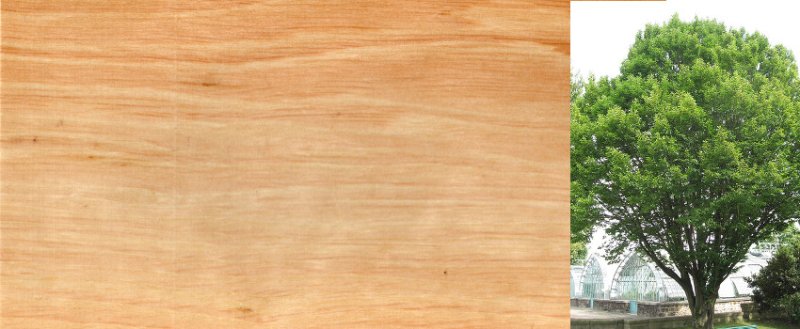 Граб дерево древесина