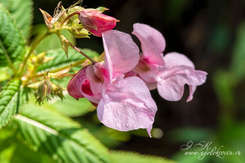 Impatiens glandulifera бальзамин
