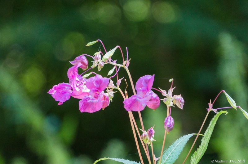 Недотрога бальзаминовая цветок