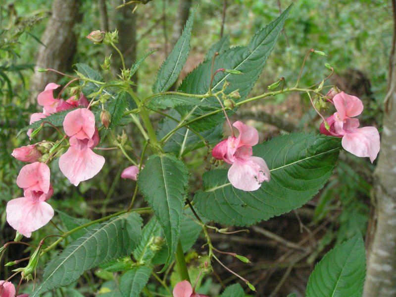 Недотрога бальзамин мелкоцветковый