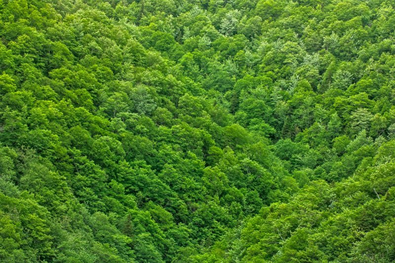 Лес вид сверху