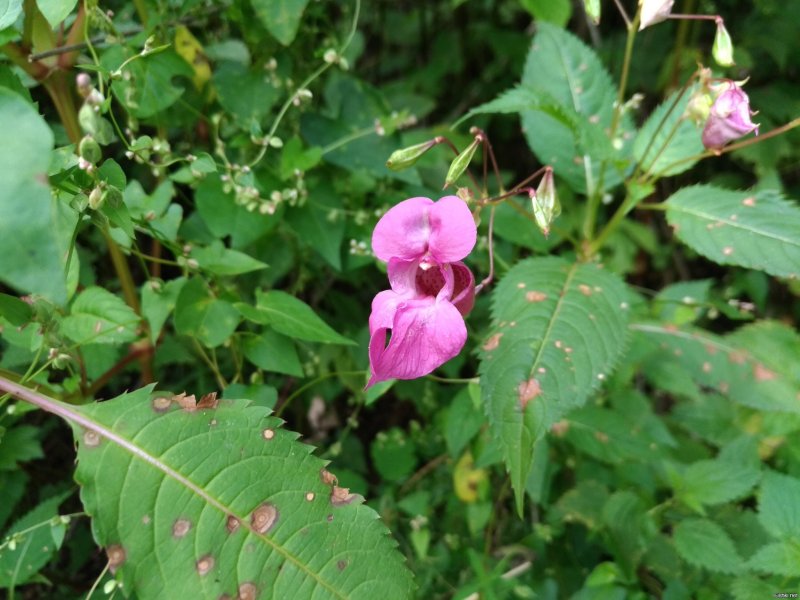 Недотрога железистая