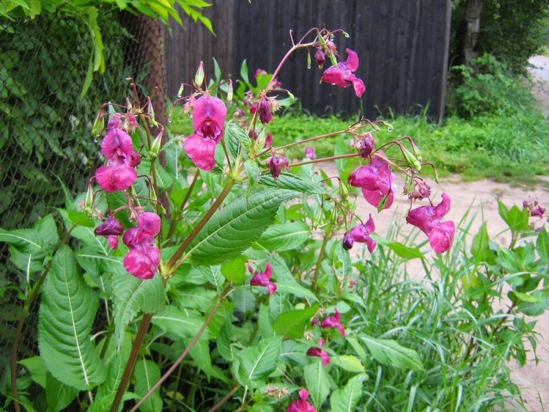 Impatiens glandulifera бальзамин