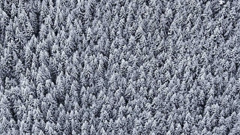 Снежный еловый лес вид сверху