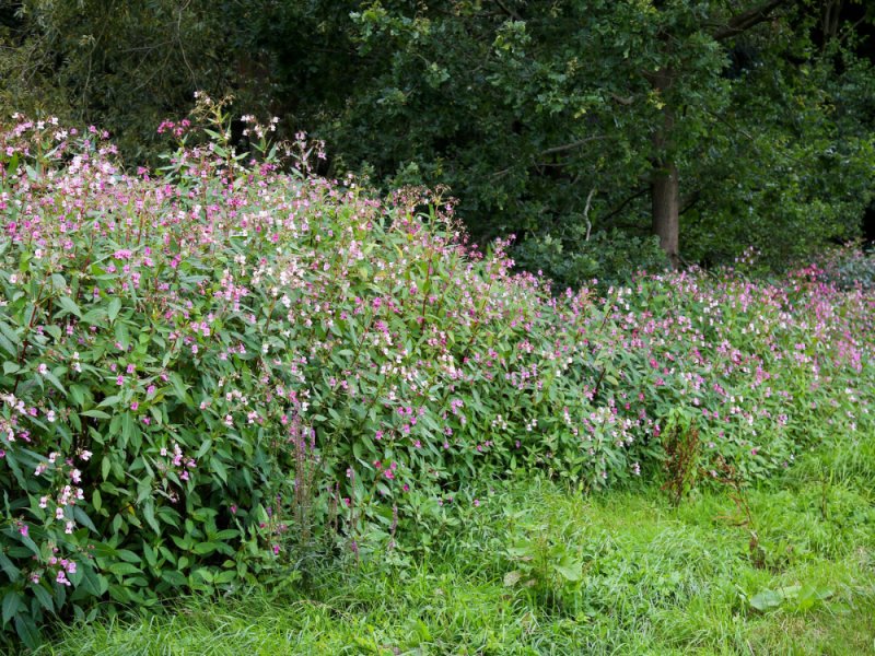 Недотрога бальзаминовая цветок